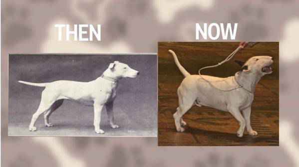 Top 6 Dog Breeds Then And Now After 100 Years Of Breeding