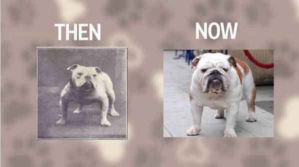 Bulldog Then And Now - Viral Gala