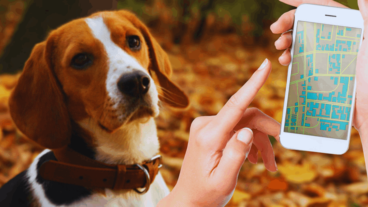 10 Apps That Every Pet Parent Should Have in Their Toolkit