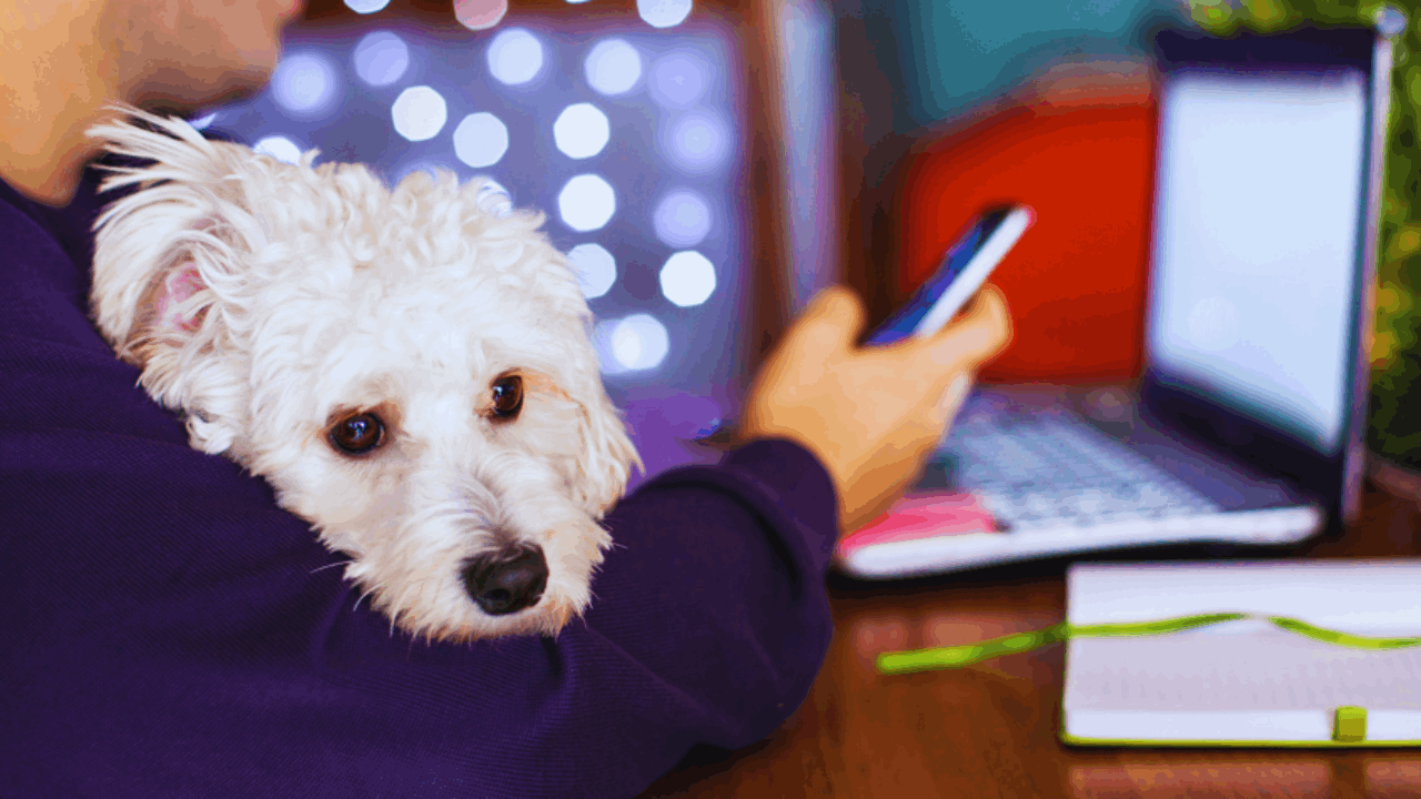 10 Apps That Every Pet Parent Should Have in Their Toolkit
