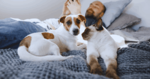 10 aplicaciones imprescindibles para todo dueño de mascotas