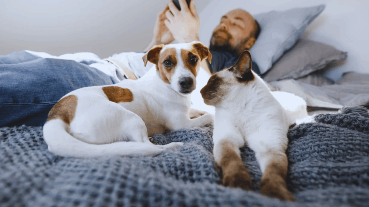 10 Apps That Every Pet Parent Should Have in Their Toolkit
