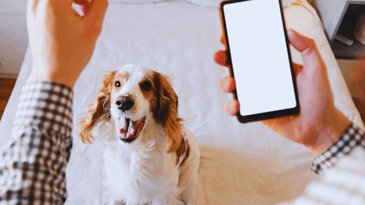 10 Apps That Every Pet Parent Should Have in Their Toolkit